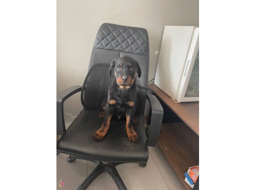 Karakteri Oturmuş, Heybetli 3 Aylık Erkek Rottweiler Yavrusu