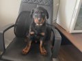 Karakteri Oturmuş, Heybetli 3 Aylık Erkek Rottweiler Yavrusu