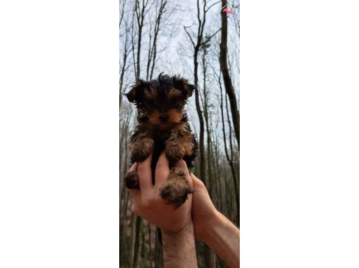 TEACUP SECEREKİ YORKSHİRE YAVRU