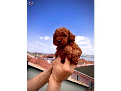 RED BROWN TOY POODLE SAFKAN