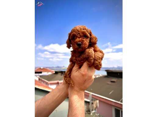 TOY POODLE DİŞİ ERKEK YAVRU