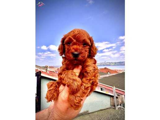 RED BROWN TOY POODLE 