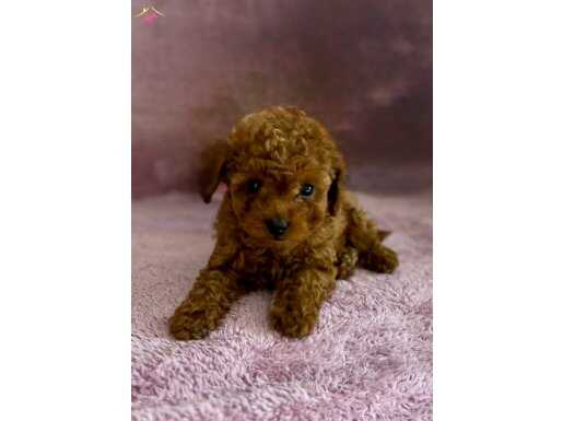 SAFKAN RED BROWN TOY YAVRULAR