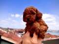 RED BROWN TOY POODLE SAFKAN