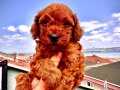 RED BROWN TOY POODLE 