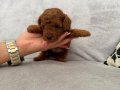 Orjinal Toy Poodle yavruları red brown 