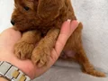 Orjinal Toy Poodle yavruları red brown 