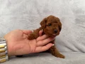 Orjinal Toy Poodle yavruları red brown 