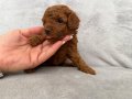 Orjinal Toy Poodle yavruları red brown 