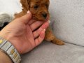 Orjinal Toy Poodle yavruları red brown 