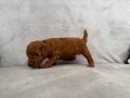Orjinal Toy Poodle yavruları red brown 