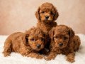 RED BROWN SAFKAN ORJİNAL TOYPOODLE