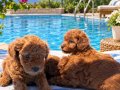 RED BROWN SAFKAN ORJİNAL TOYPOODLE