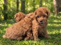 RED BROWN SAFKAN ORJİNAL TOYPOODLE