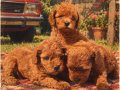 RED BROWN SAFKAN ORJİNAL TOYPOODLE