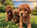 RED BROWN SAFKAN ORJİNAL TOYPOODLE