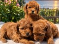 RED BROWN SAFKAN ORJİNAL TOYPOODLE