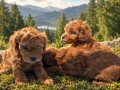 RED BROWN SAFKAN ORJİNAL TOYPOODLE