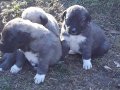 Anadolu Çoban Köpeği yavruları. Fazlalıktan satıyorum