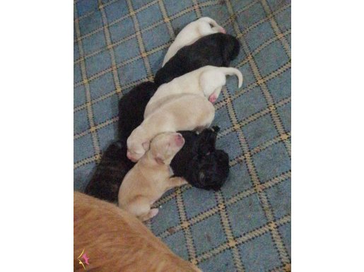 Golden ve kane couerse melezi