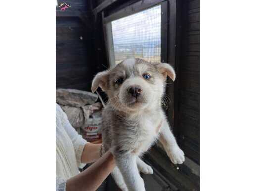 Masmavi gözlü Husky yavrular. 