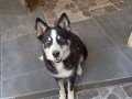 Masmavi gözlü husky