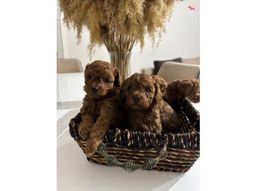 TEA CUB RED BROWN YAVRULAR YENİ YUVASINI ARIYOR