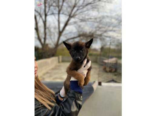 Arama kurtarma köpeği Belgian malinois