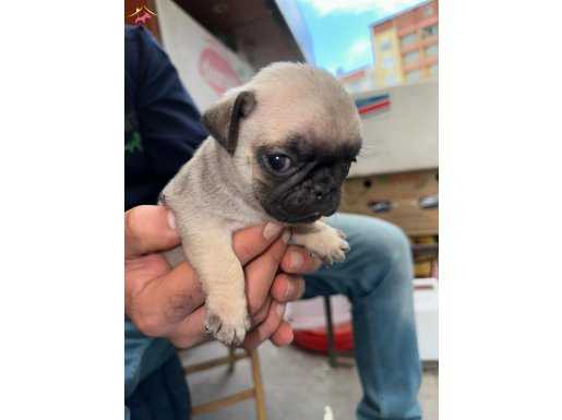 Sevimli pug yavrularım 