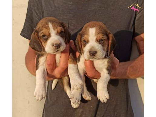 Irk garantılı beagle yavrularım