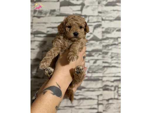 A-KALİTE TOY POODLE YAVRULARIM