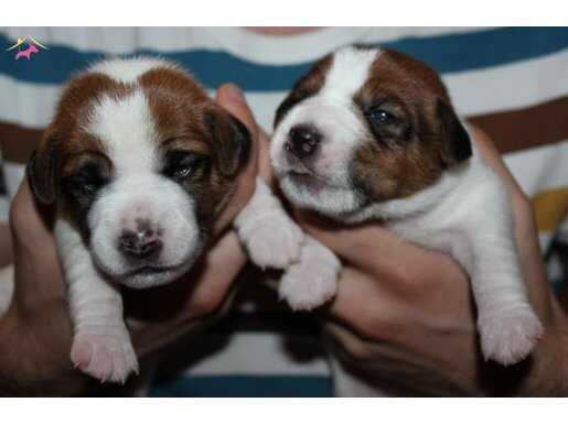 Tatlı jack russel yavrular