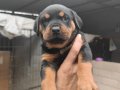 Koca kafa Macar Rottweiler yavrularım 