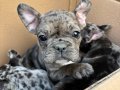 Merle French Bulldog yavrularım