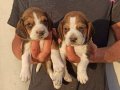 Irk garantılı beagle yavrularım