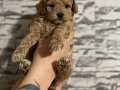 A-KALİTE TOY POODLE YAVRULARIM