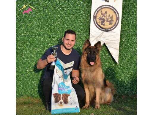ÜST KALİTE ALMAN ÇOBAN YAVRULARI