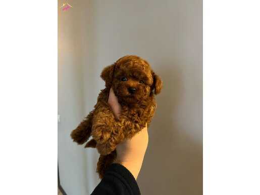 ORJİNAL KORE KAN TOY POODLE ERKEK YAVRULAR