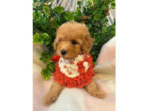 Toy Poodle Dişi Yavru