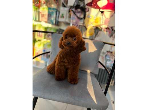 Korean Orjinal Poodle dişi Yavrumuz