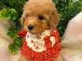 Toy Poodle Dişi Yavru