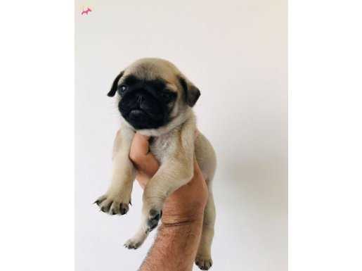 Irk ve sağlık garantili pug yavrularım