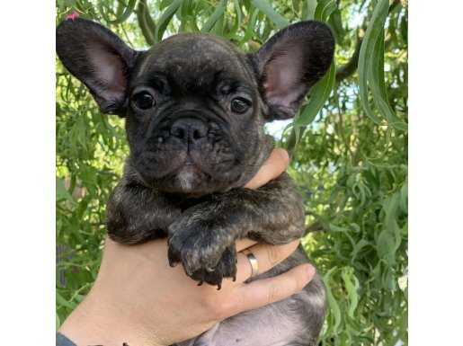 Irk ve sağlık garantili French Bulldog yavrularım