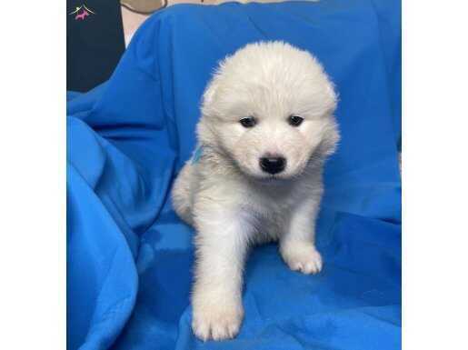 Irk ve sağlık garantili Samoyed bebeklerim