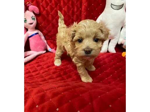 Boncuk burunlu Maltipoo yavrularım 