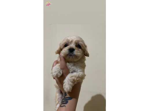 Maltipoo bebeklerim (Tüy koku yapmaz)