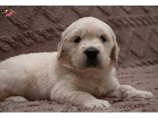 Sevimli ve Zeki Safkan Golden Retriever yavrularımız