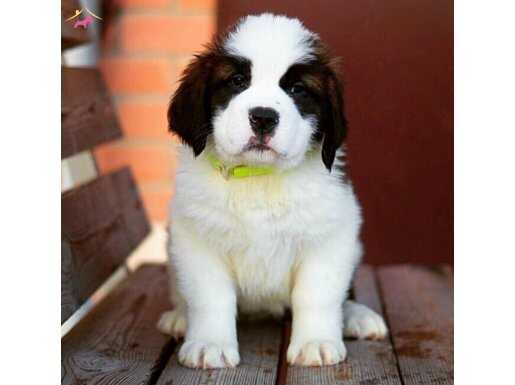 Safkan Saint Bernard yavrularım