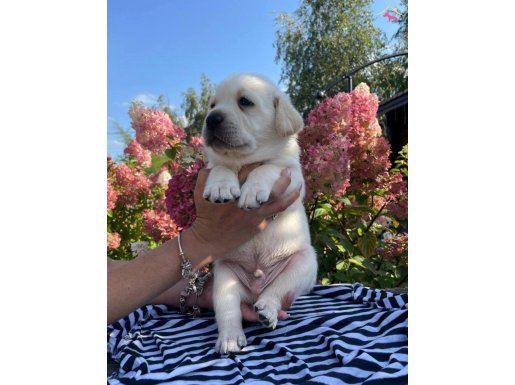 Safkan Şampanya Labrador yavrularım