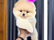 Ayı surat garantili Pomeranian Boo yavrularım